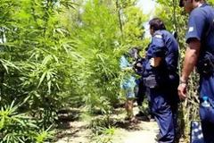 Είχε στην αυλή του 17 δενδρύλλια χασίς