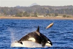 Εγκεφαλίτιδα από κουνούπια ακόμα και σε όρκες