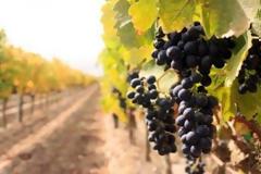 Το γαλλικό κρασί έχει αρχαίες ρίζες