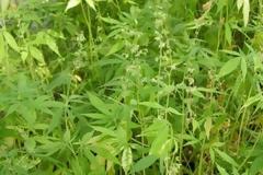 Αγρινιώτης είχε στην αυλή του 17 δενδρύλλια χασίς!