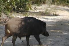 Επίθεση αγριογούρουνων σε χωριά της Αργολίδας