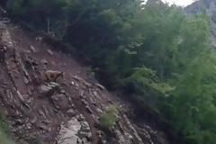 Έφτασε σε... χωριό των Τρικάλων, η αρκούδα!