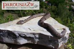 Οχιές απειλούν κατοικίες στο Σέιχ Σου