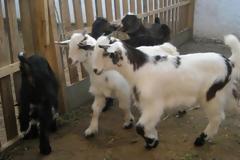 Τίποτα δεν σταματά τους αδίστακτους ζωοκλέφτες στην Κωνωπίνα!