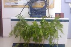 Ηλεία: Από το υδραγωγείο πότιζε τη... χασισοφυτεία του