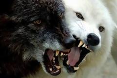 Πριν χαθεί για πάντα...