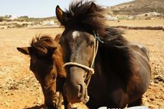 Χίος: Δώστε για υιοθεσία τα ιπποειδή που δεν μπορείτε πια να φροντίσετε