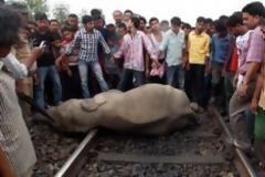 Τέσσερις ελέφαντες σκοτώθηκαν από σύγκρουση με τρένο