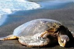 Δυτική Ελλάδα: Εισβολείς στο καταφύγιο της caretta-caretta στον Κυπαρισσιακό κόλπο