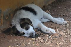 Λέμπα της Πάφου: Μαζική δηλητηρίαση σκύλων και γάτων