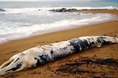 Σταμάτησαν να πωλούν σκυλοτροφή από κρέας απειλούμενης φάλαινας