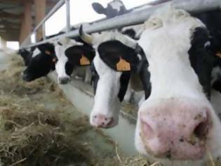 Φωτογραφία για Κύπρος: Αφλατοξίνη σε νωπό αγελαδινό γάλα - Σε συναγερμό οι Κτηνιατρικές Υπηρεσίες