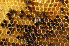 Κινδυνεύει η μελισσοκομία στην Αττική