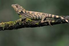 Μια σαύρα που βαφτίστηκε...Τζιμ Μόρισον