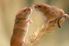 Η ένεση του... έρωτα