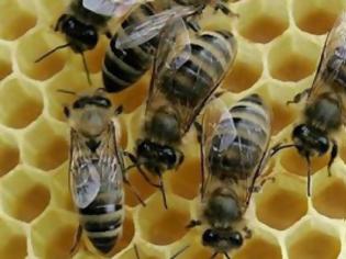 Φωτογραφία για Ηλεία: Τα φυτοφάρμακα εξαφανίζουν τις μέλισσες