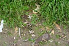 ΣΟΚ! Μέλος ανθρώπινου σκελετού βρέθηκε σε καλαμιές