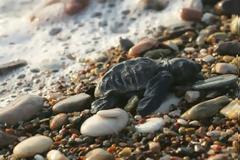 Εισβολείς στο καταφύγιο της caretta-caretta