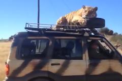 Μια τίγρης παίρνει τον υπνάκο της στην οροφή ενός SUV, τρομοκρατώντας τους επιβάτες [video]