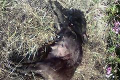 Τρεις λαθροθήρες εντοπίστηκαν στο Λατσούδι