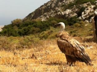 Φωτογραφία για Οι γύπες πετάνε και διεκδικούν... Γκίνες!