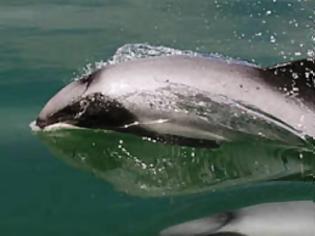 Φωτογραφία για Σήμα κινδύνου για το σπανιότερο δελφίνι στον κόσμο
