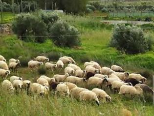Φωτογραφία για Απίστευτη ανορθόγραφη αγγελία για 150 γιδοπρόβατα!