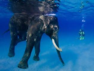 Φωτογραφία για Ο ελέφαντας που λατρεύει το κολύμπι!