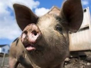 Φωτογραφία για Προβλήματα στα γουρούνια από τις μεταλλαγμένες ζωοτροφές