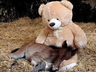 Φωτογραφία για Ορφανό πόνι «βρήκε» τη μαμά του σε έναν λούτρινο αρκούδο! Δείτε το βίντεο!