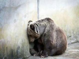 Φωτογραφία για Κορυφώνεται η πίεση για τους λύκους και τις αρκούδες της Θεσσαλονίκης