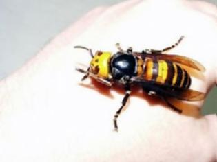 Φωτογραφία για Δείτε τα 10 πιο επικίνδυνα έντομα στον κόσμο και προφυλαχθείτε