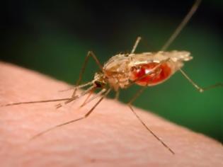 Φωτογραφία για Υπαρκτός ο κίνδυνος ελονοσίας σε Ξάνθη και Έβρο!