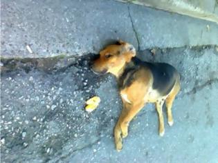 Φωτογραφία για Πάτρα: Δηλητηρίασαν 12 σκυλιά