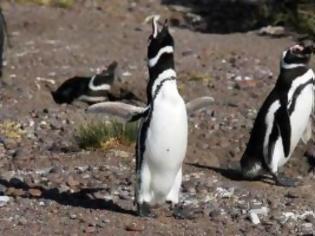Φωτογραφία για Δυο εκατομμύρια τόνους θαλασσινά καταβροχθίζουν οι πιγκουίνοι του Μαγγελάνου