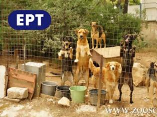 Φωτογραφία για Τα σκυλιά της ΕΡΤ και οι παράπλευρες απώλειες