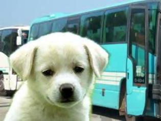 Φωτογραφία για Μετέφερε σκυλάκι με λεωφορείο του ΚΤΕΛ και ο οδηγός δεν το είχε πάρει είδηση!