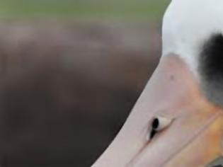 Φωτογραφία για Σοκαριστικό βίντεο. Πετώντας πλαστικά μπουκάλια στην θάλασσα... πεθαίνουν τα πουλιά.