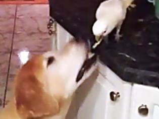Φωτογραφία για Αυτό θα πει να είσαι φίλος... Παπαγάλος ταΐζει τον σκύλο στο στόμα! [video]