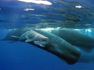 Φωτογραφία για Πώς οι φάλαινες κρατούν την αναπνοή τους για 90 λεπτά