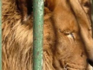 Φωτογραφία για Δεκατέσσερα σπάνια λιοντάρια αλμπίνο βρέθηκαν σε αποθήκη