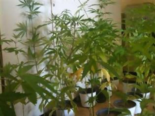 Φωτογραφία για Πάτρα: Kαλλιεργούσε χασίς στην ταράτσα του σπιτιού του