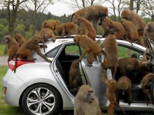 Φωτογραφία για Χαλκίδα: Κινέζοι είχαν πάνω από 2000 μαϊμούδες στο μαγαζί τους!