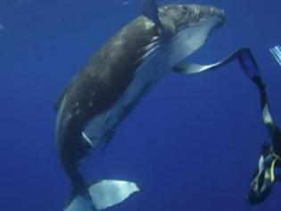 Φωτογραφία για Πώς οι φάλαινες είναι οι τέλειοι «δύτες»