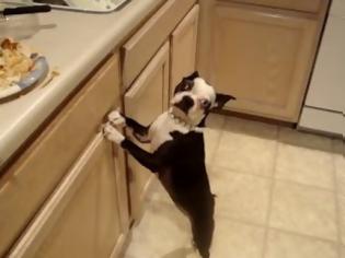 Φωτογραφία για Σκύλος κάνει high five [Video]