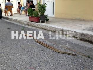 Φωτογραφία για Φίδια σπέρνουν τον τρόμο στην Ηλεία