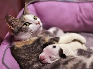 Φωτογραφία για Κουτάβι pitbull βρήκε τη μητρική αγκαλιά σε μια γάτα!