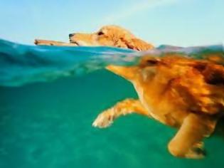 Φωτογραφία για Σκυλιά κολυμπάνε στο Δρέπανο Ηγ/τσας, διώχνοντας τους παραθεριστές!