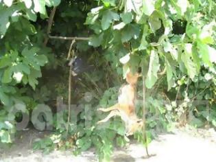 Φωτογραφία για Hλεία: Φρίκη με κρεμασμένο σκύλο και πουλί στο Λαντζόι!