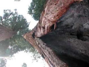 Φωτογραφία για Σεκόγια-το ψηλότερο και το μεγαλύτερο δέντρο του κόσμου